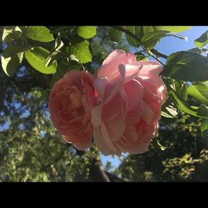 Meet your Posher, Julie